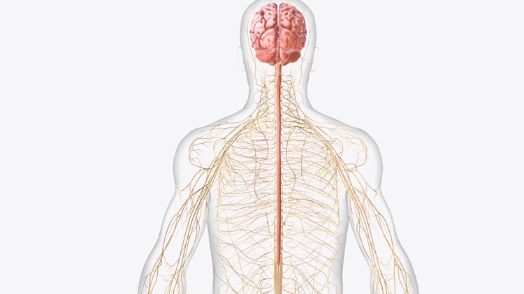 Nervous System 101: A Simple Guide to Its Parts, Functions, and Why It Matters