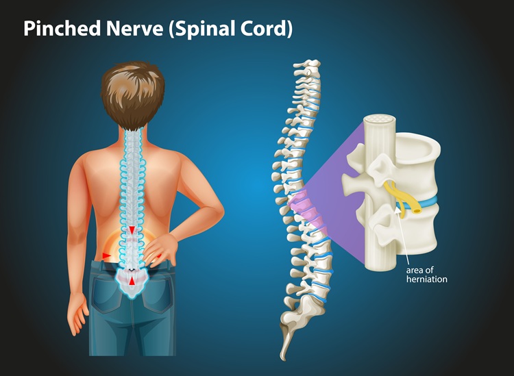 What Is the Spinal Cord? Structure, Functions, and Key Facts Explained